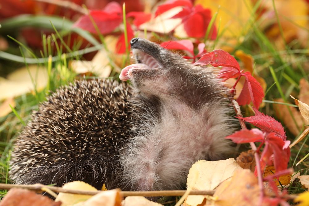 Photograph by Ольга Галецкая