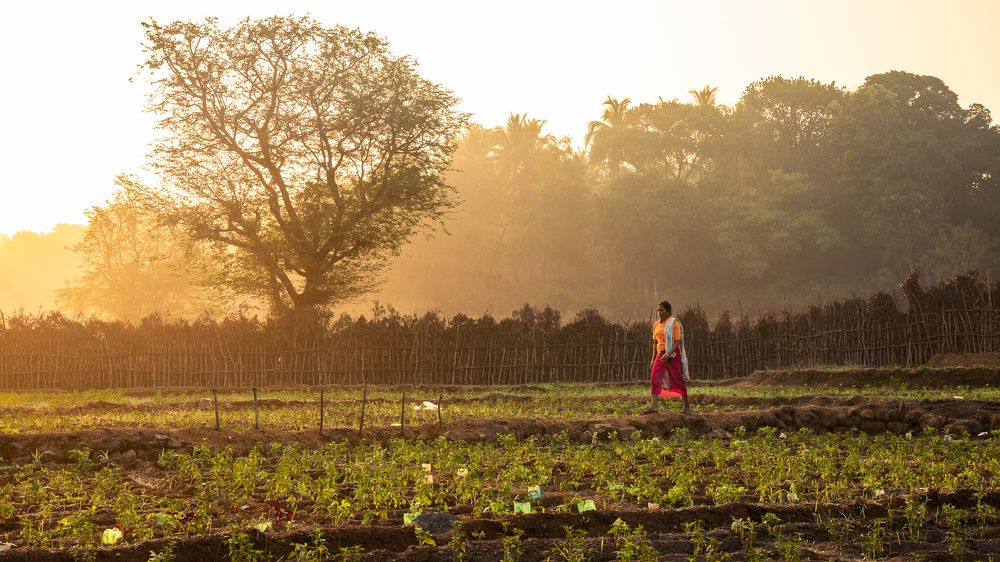 Early Morning in Goa