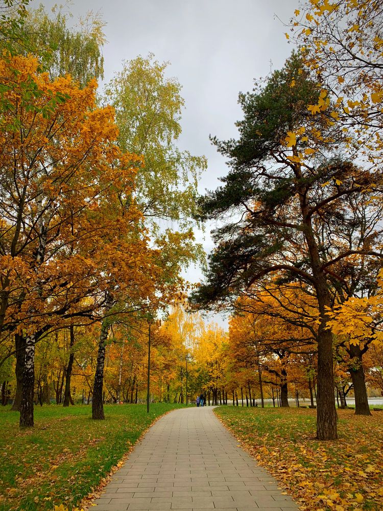 Зотолая осень.