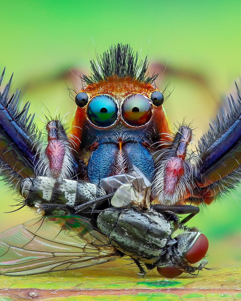 Male Epeus eating a prey in Cuc Phuong natinal park Vietnam