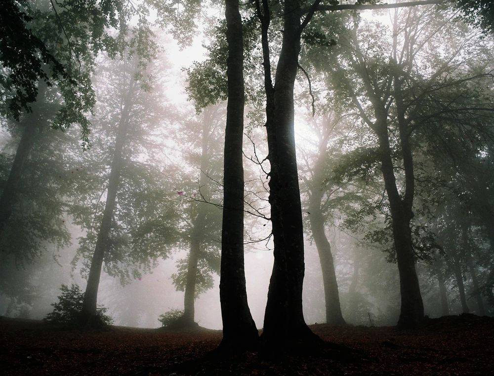 Photograph by Muzaffer Sütlüoğlu