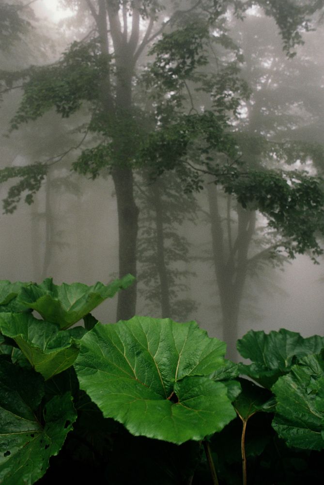 Photograph by Muzaffer Sütlüoğlu