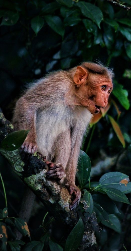 Macaque