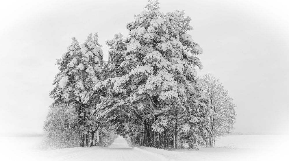 Фотография автора Александр Буренко