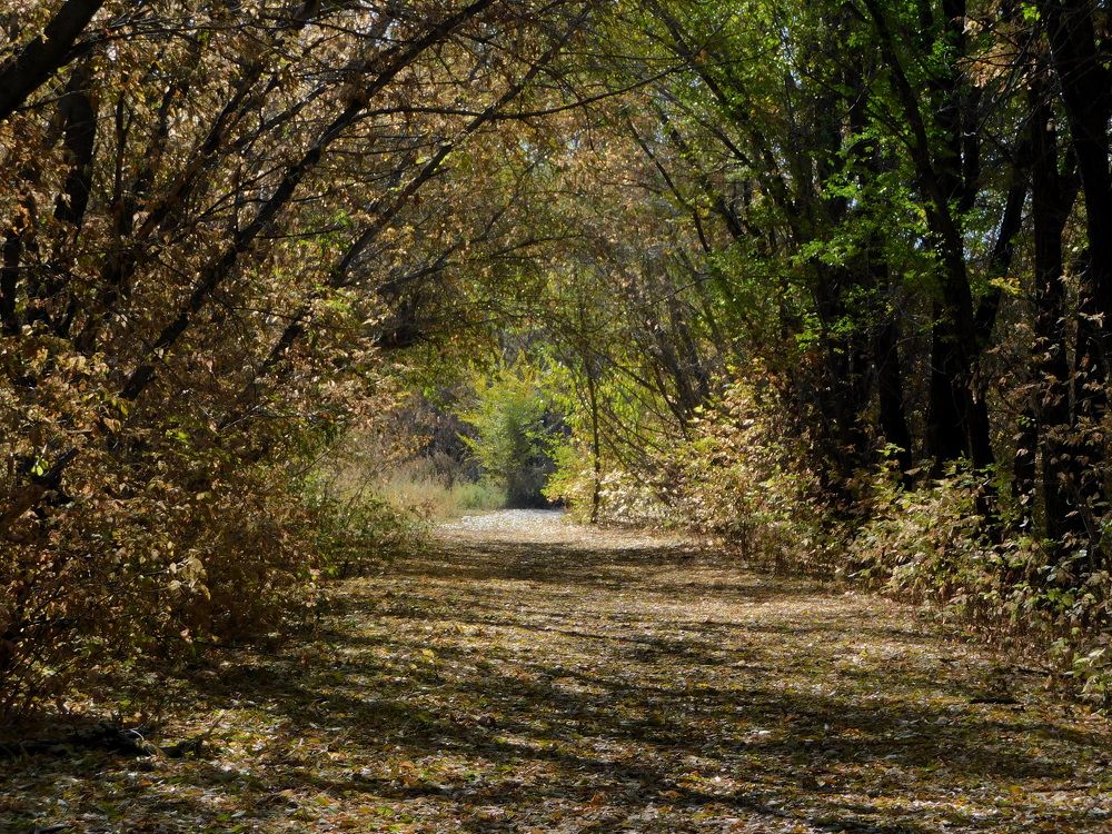 Photograph by Сергей Чеченов