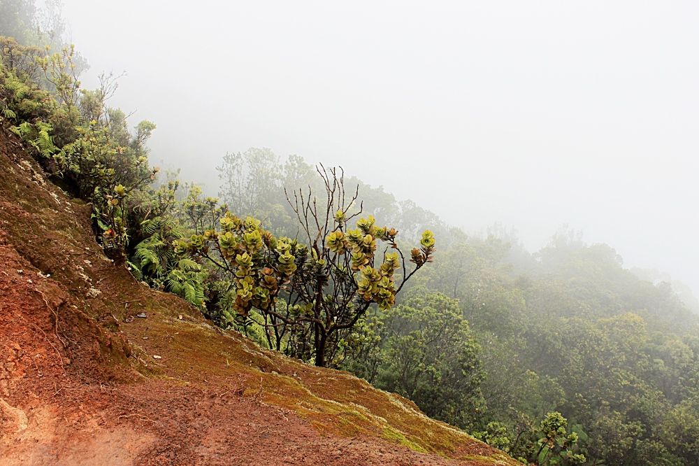 туман в горах
