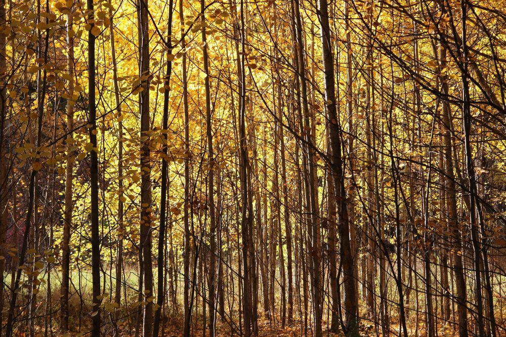 Photograph by Михаил Костыря