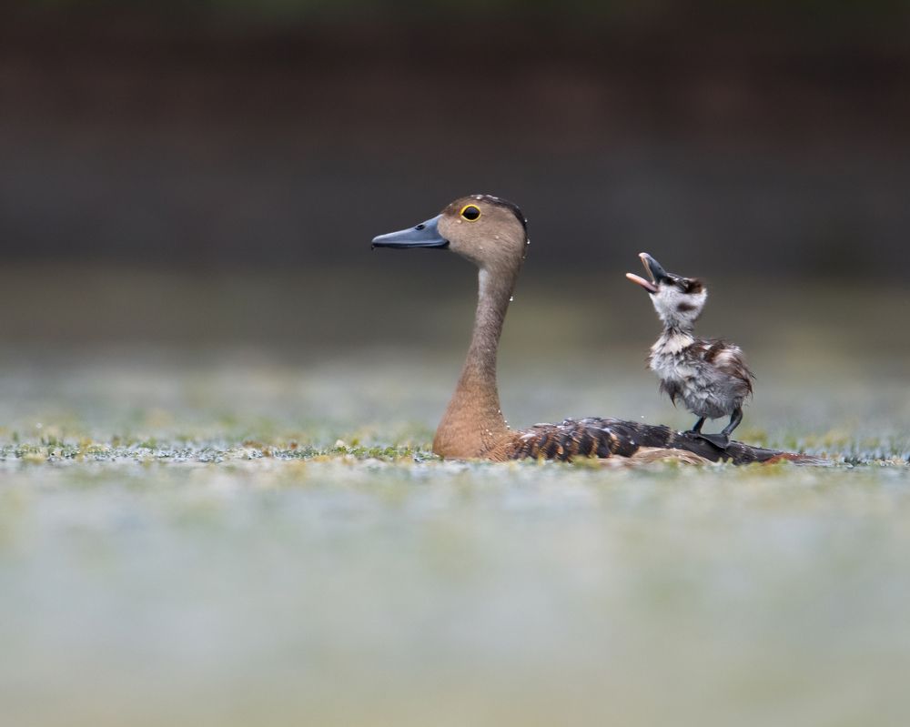 Lesser whistling duck with chick.