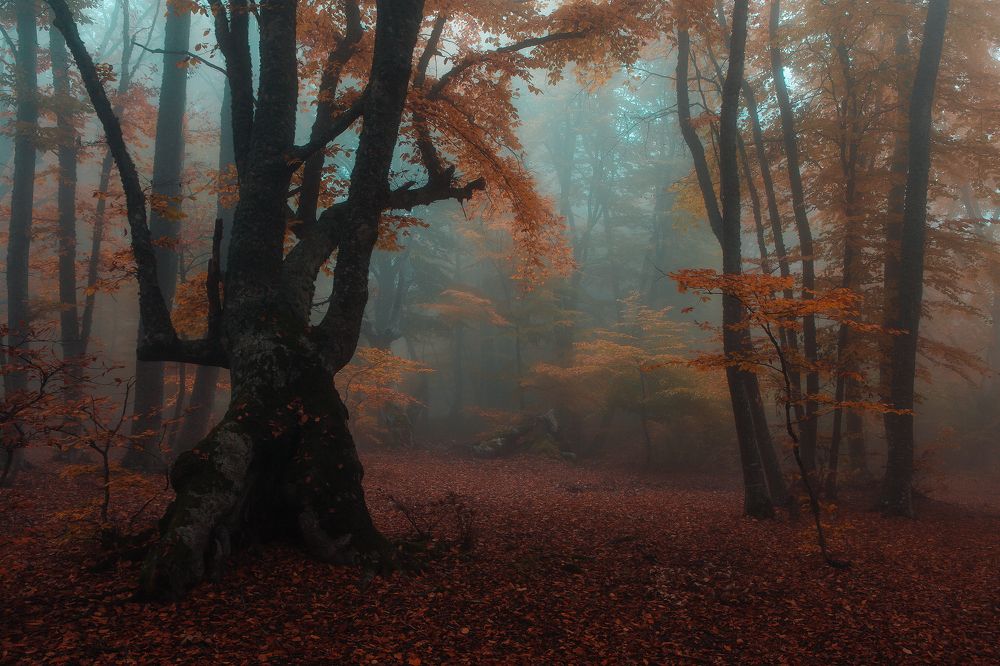 Фотография автора Алексей Новиков