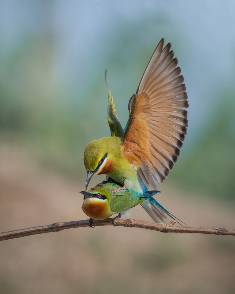Blue-tailed Bee Eater mating