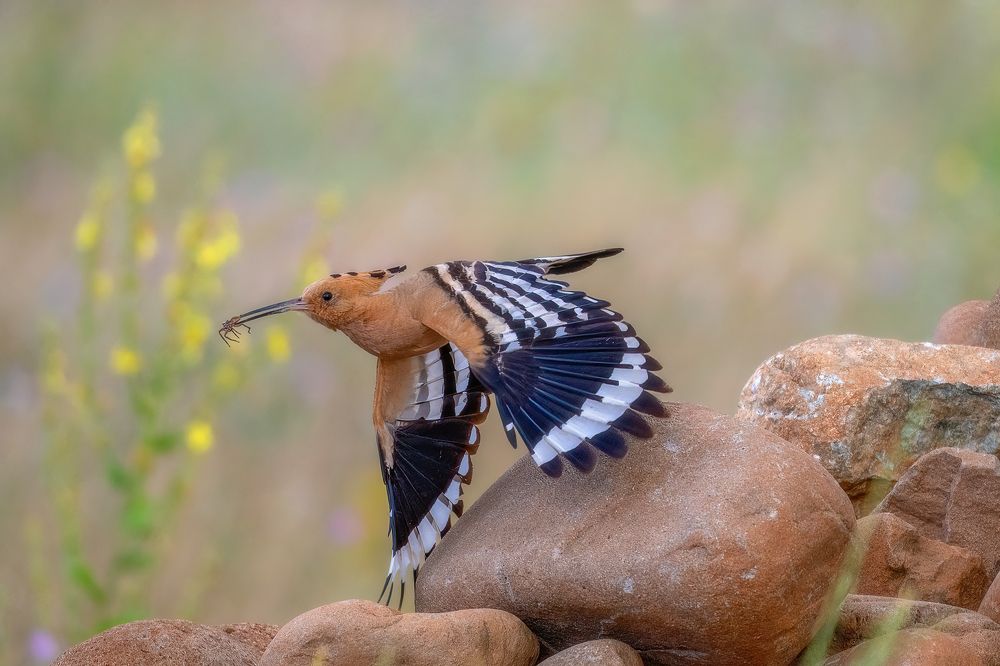 Photograph by Eddie Adamov