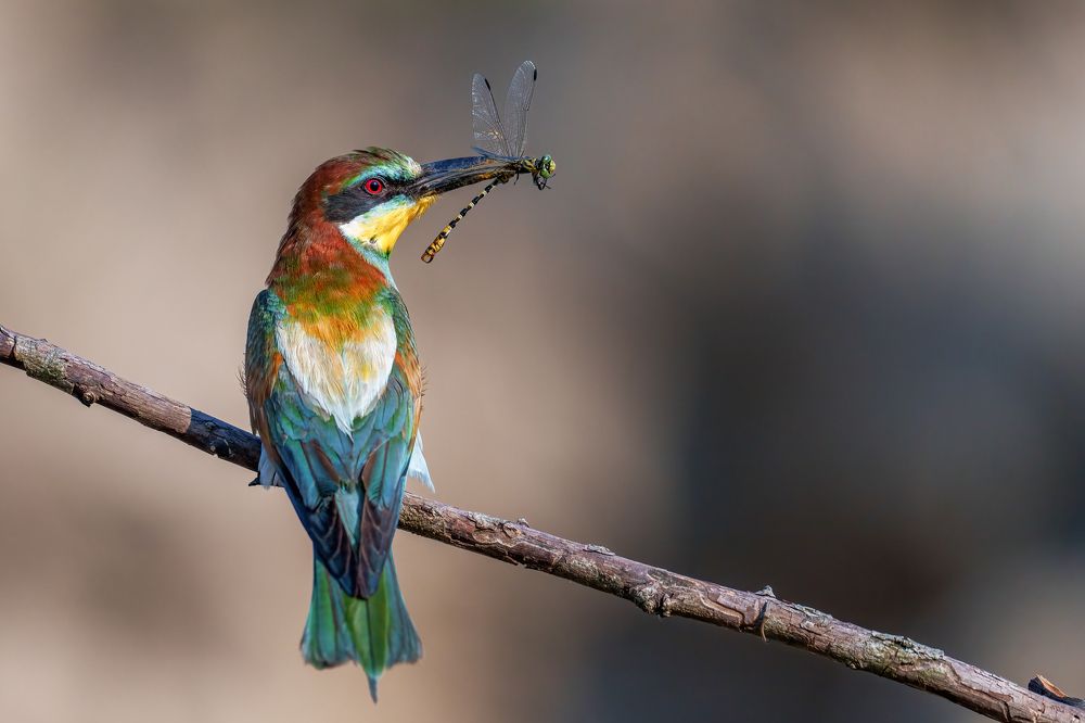 European bee-eater