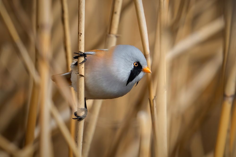Bearded reedling