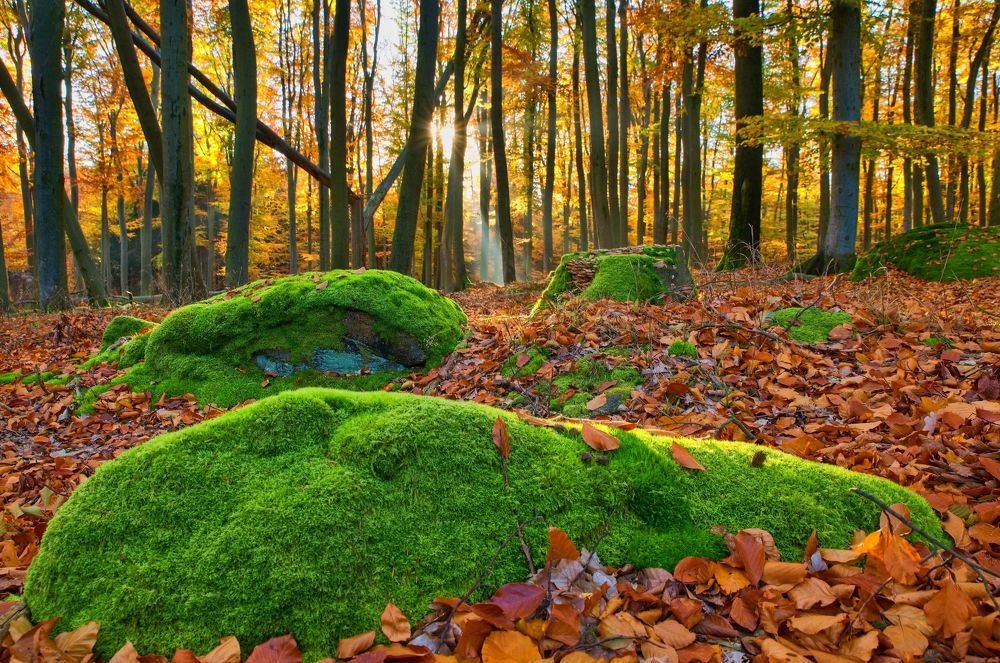 Photograph by Jiří Műller