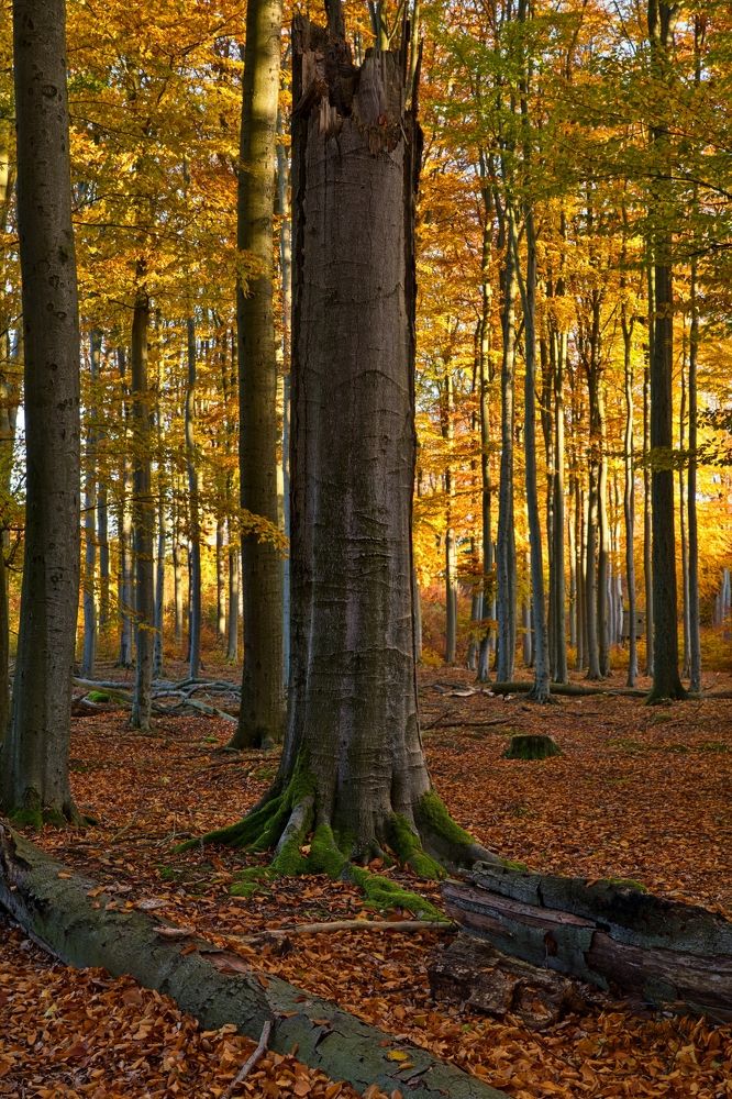 Photograph by Jiří Műller