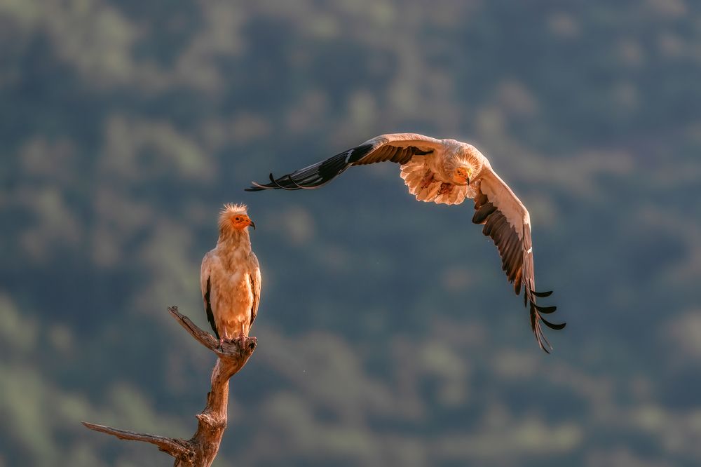 Египетски лешояди (Neophron percnopterus)...