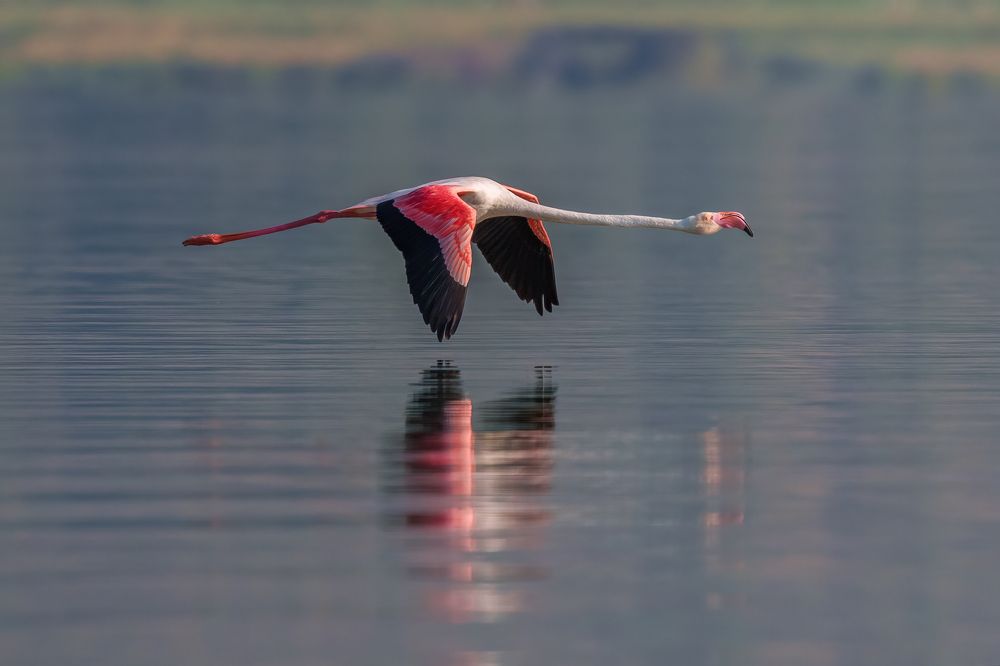 Greater Flamingo (Phoenicopterus roseus)...