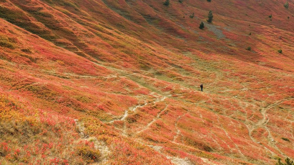 Color of blueberries