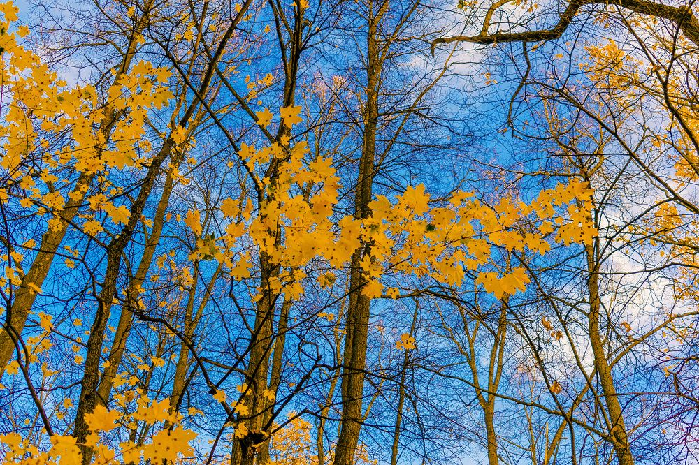 Желтое на голубом.