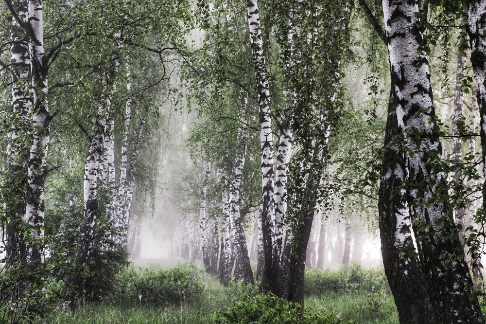 Берёзовый туман