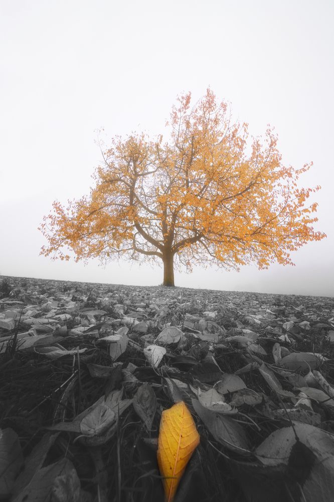 Photograph by Alain Veldin