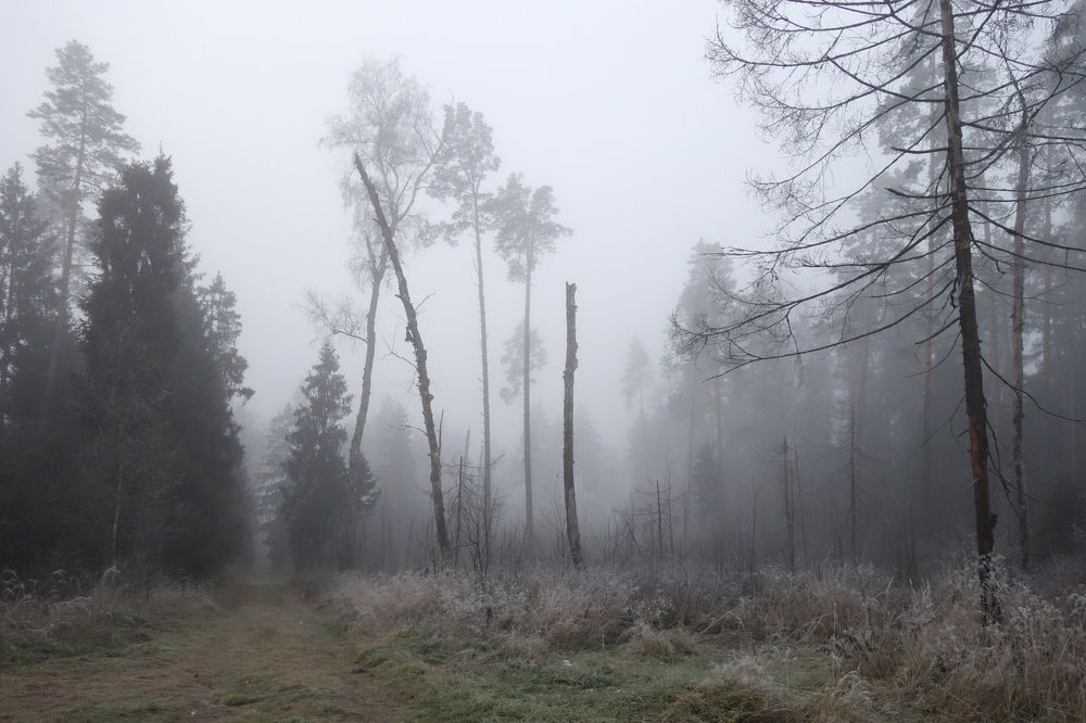 лесная дорога