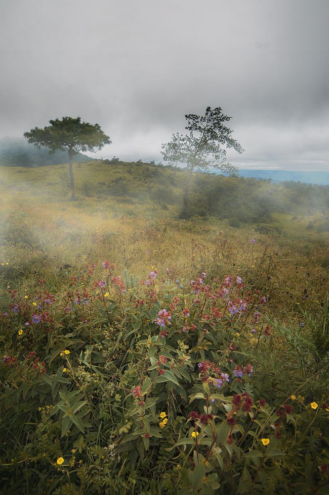 Photograph by Niranjan Baishya
