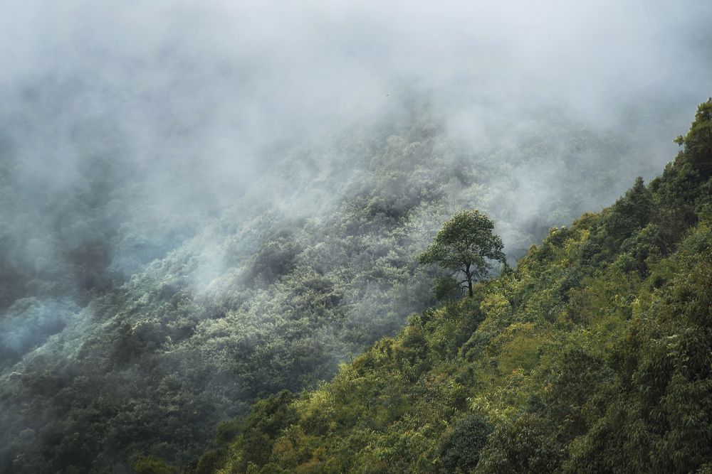 Photograph by Niranjan Baishya