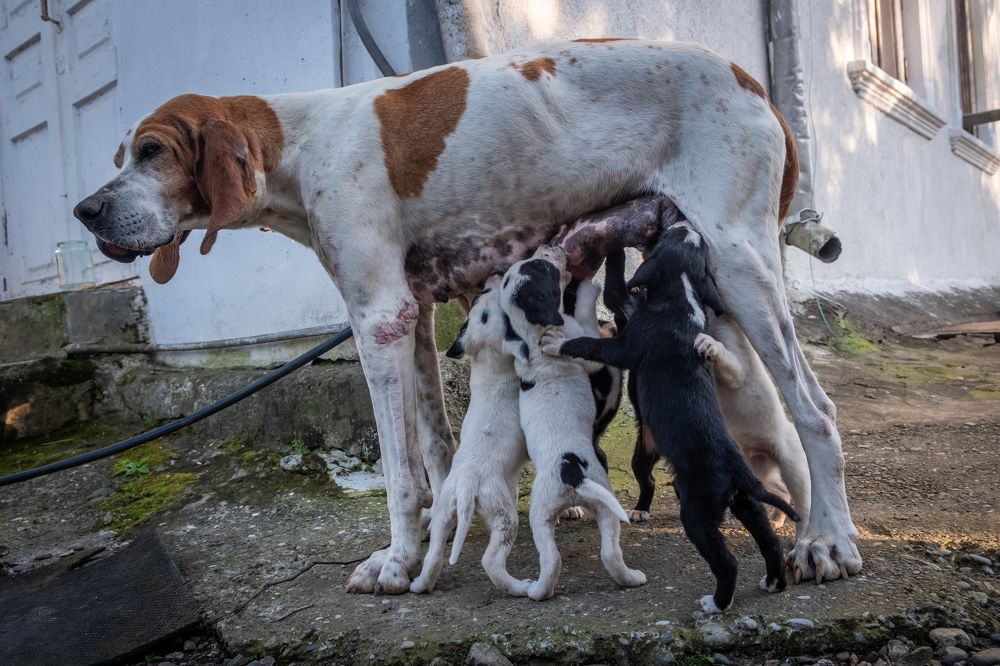 Вальс щенят. Английский пойнтер.