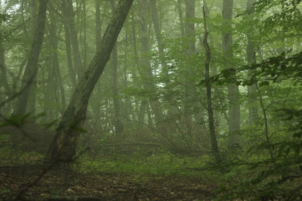 Photograph by Владимир Кабалоев