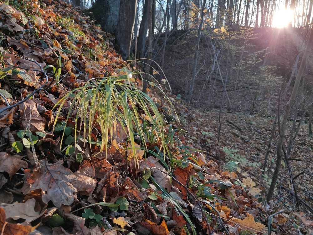 Нежность осеннего дня.