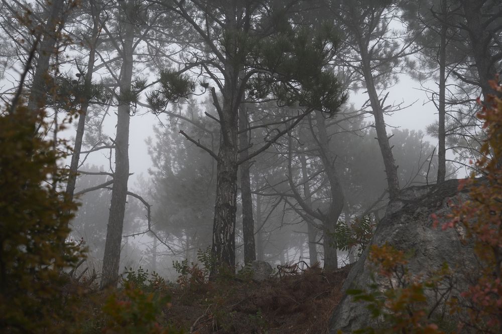 Photograph by Дмитрий Селинский