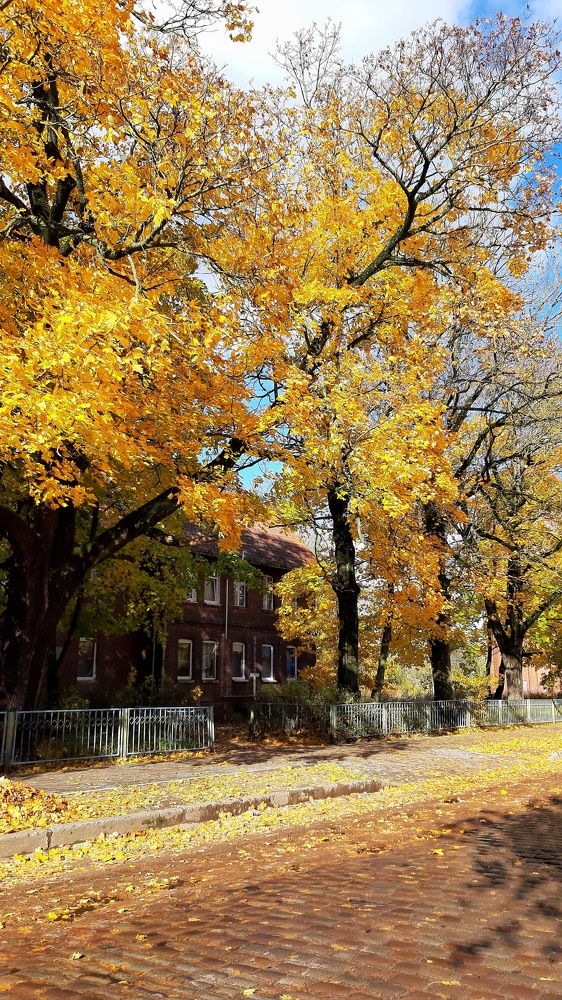 Золото Тильзита.