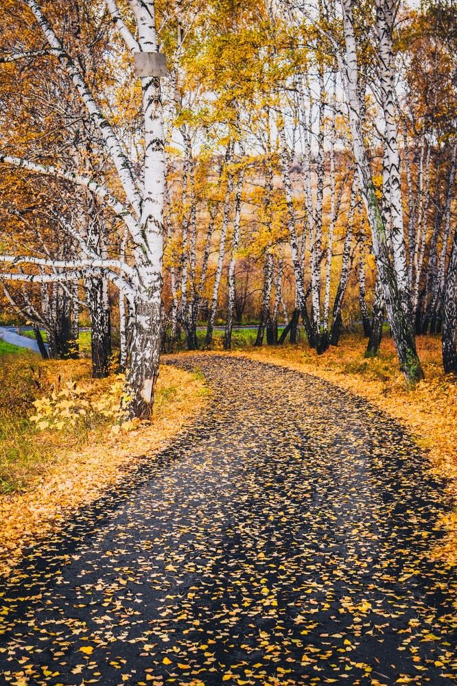 Фотография автора Alexander Komarov