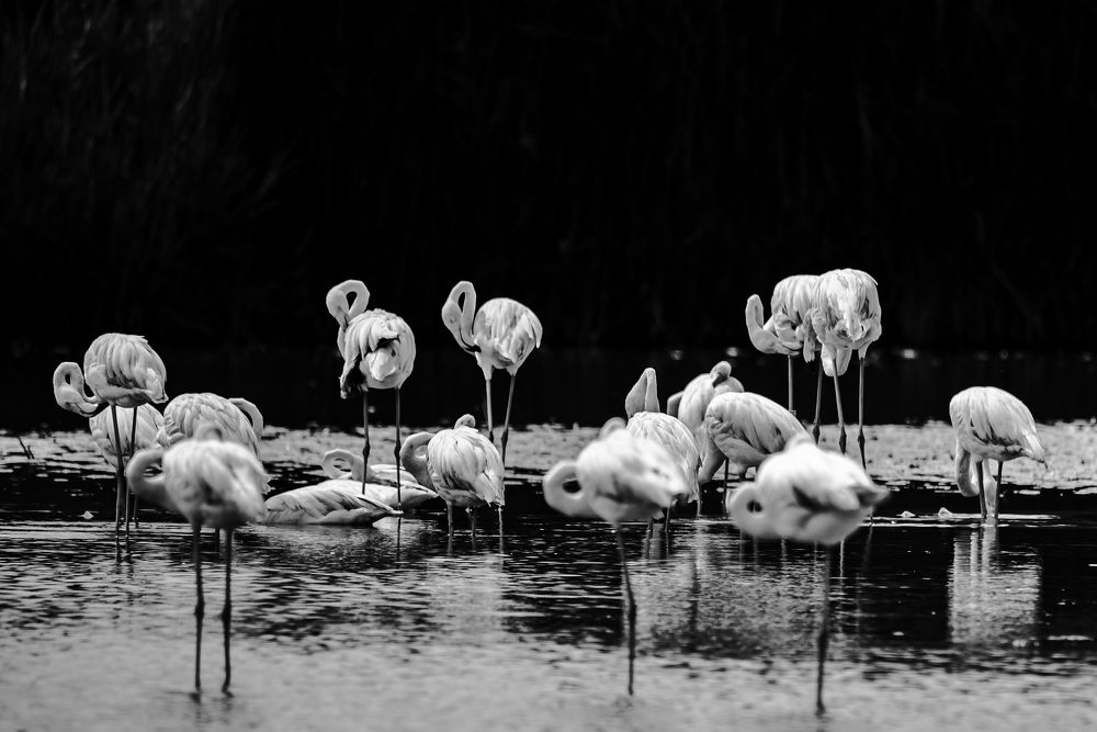 Photograph by René Richard Verona