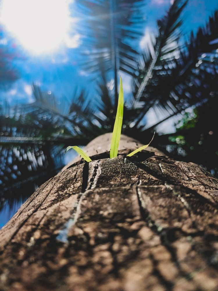 Macro