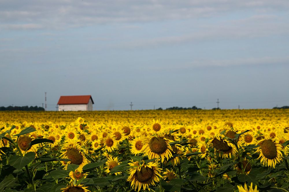 Фотография автора Юлия Воронова