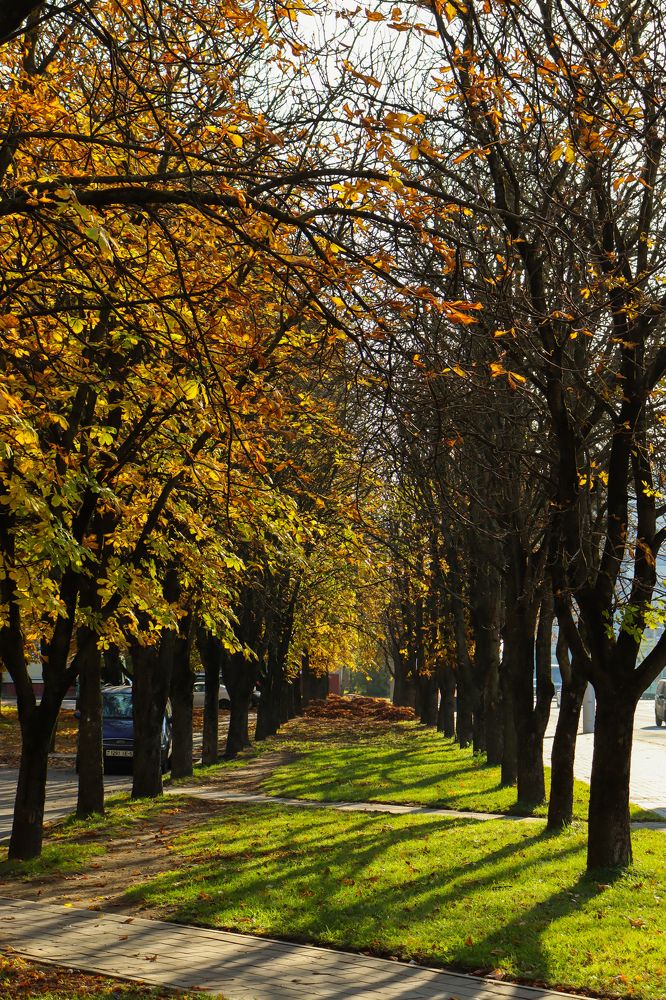 Красивая осенняя аллея каштанов отбрасывающая тени.