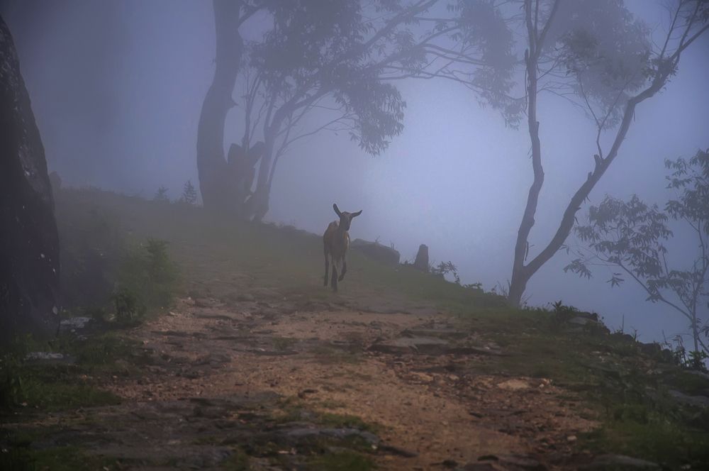 Photograph by Chamara Sulakkhana Polwatta Siriyalage