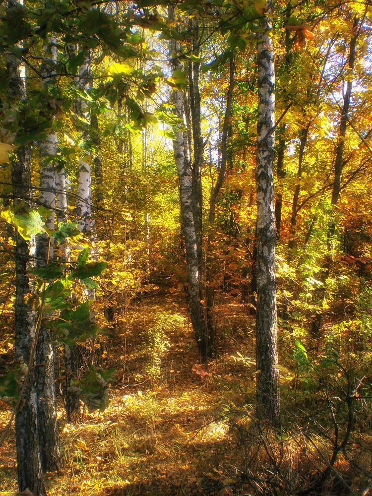 Фотография автора Роман Савоцкий