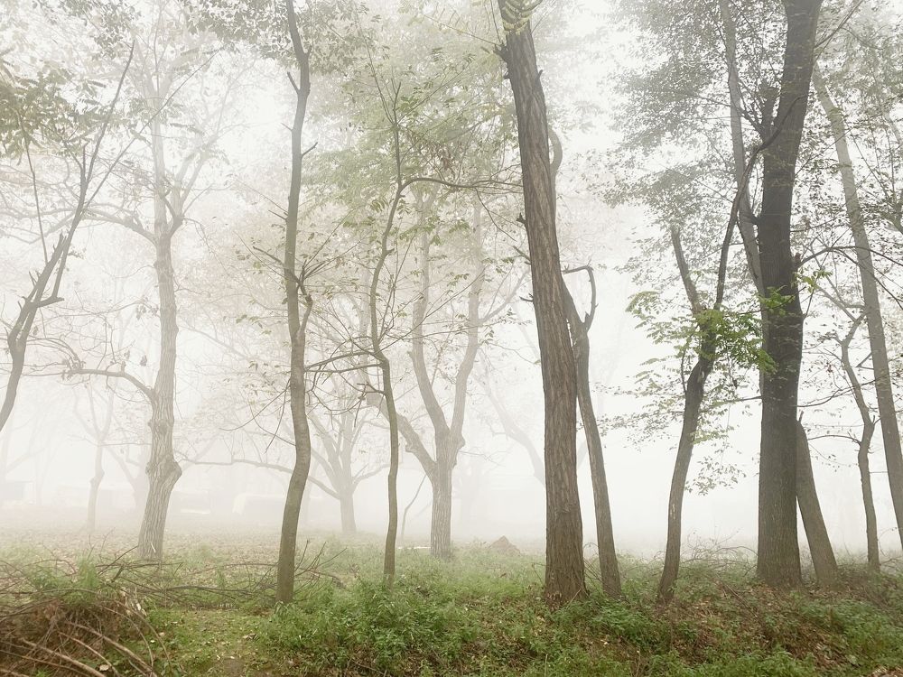 Foggy Morning.