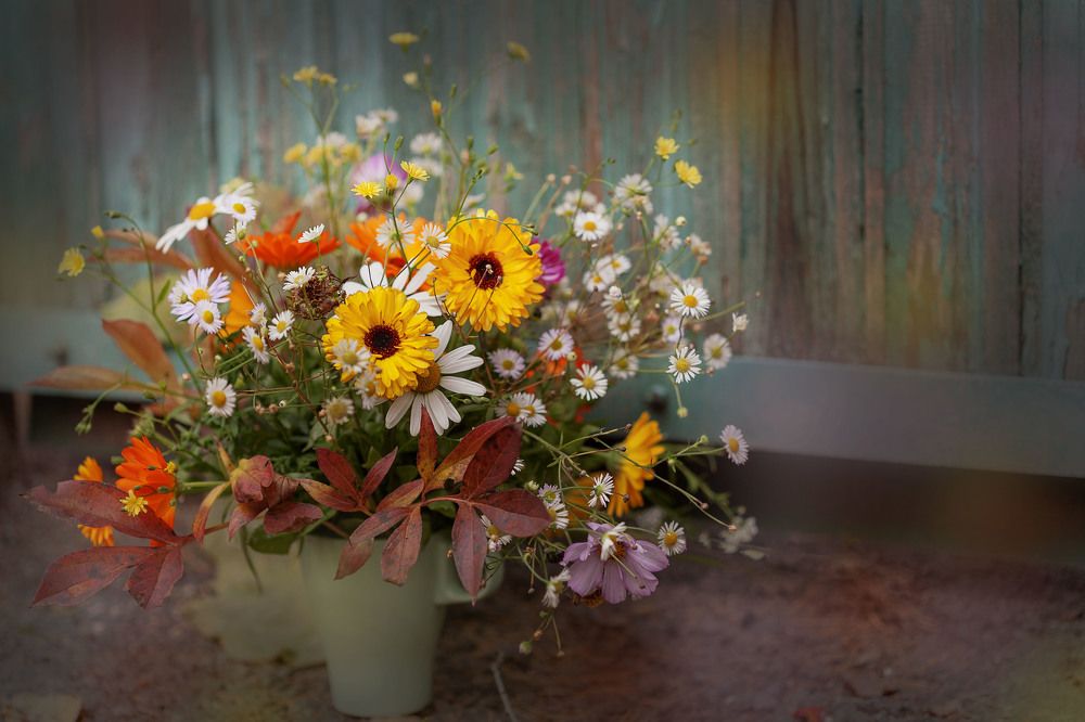 Фотография автора Alena Makushina