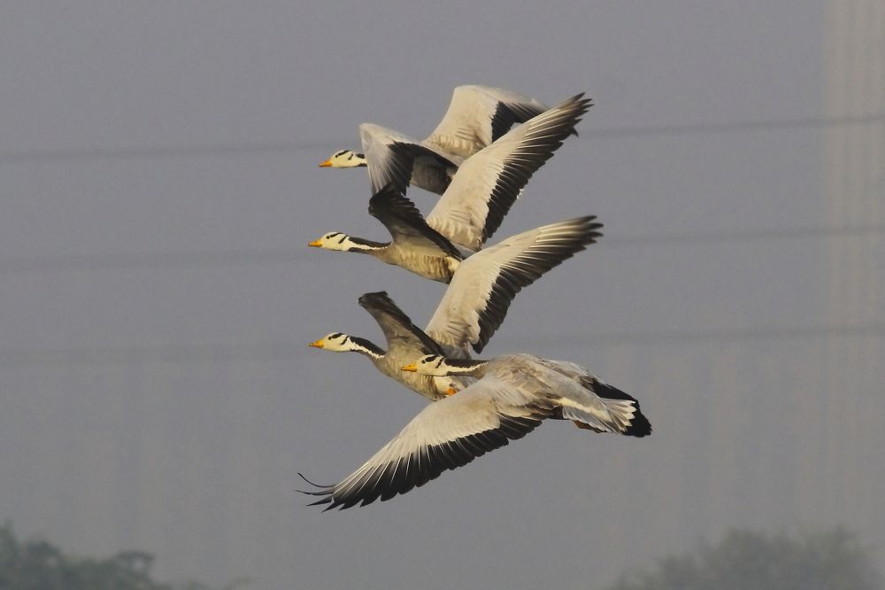 Фотография автора RODRICK RAJIVE LAL