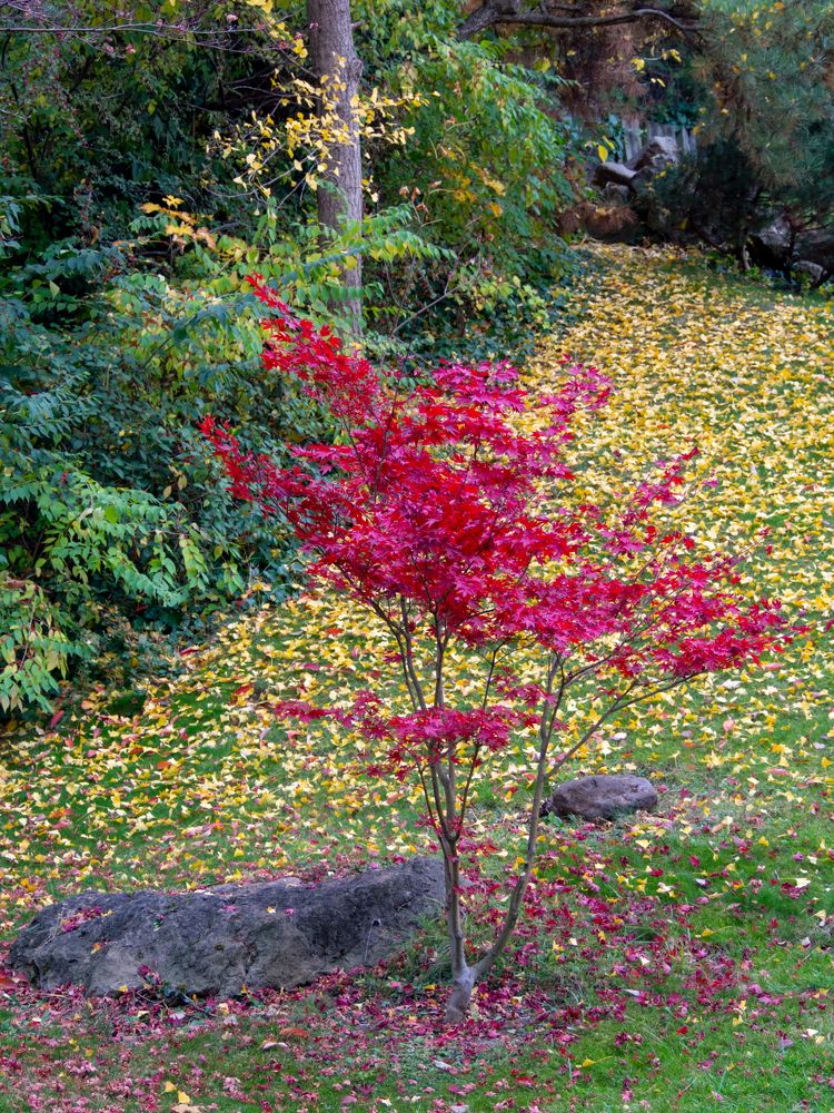 Фотография автора Denes Doma