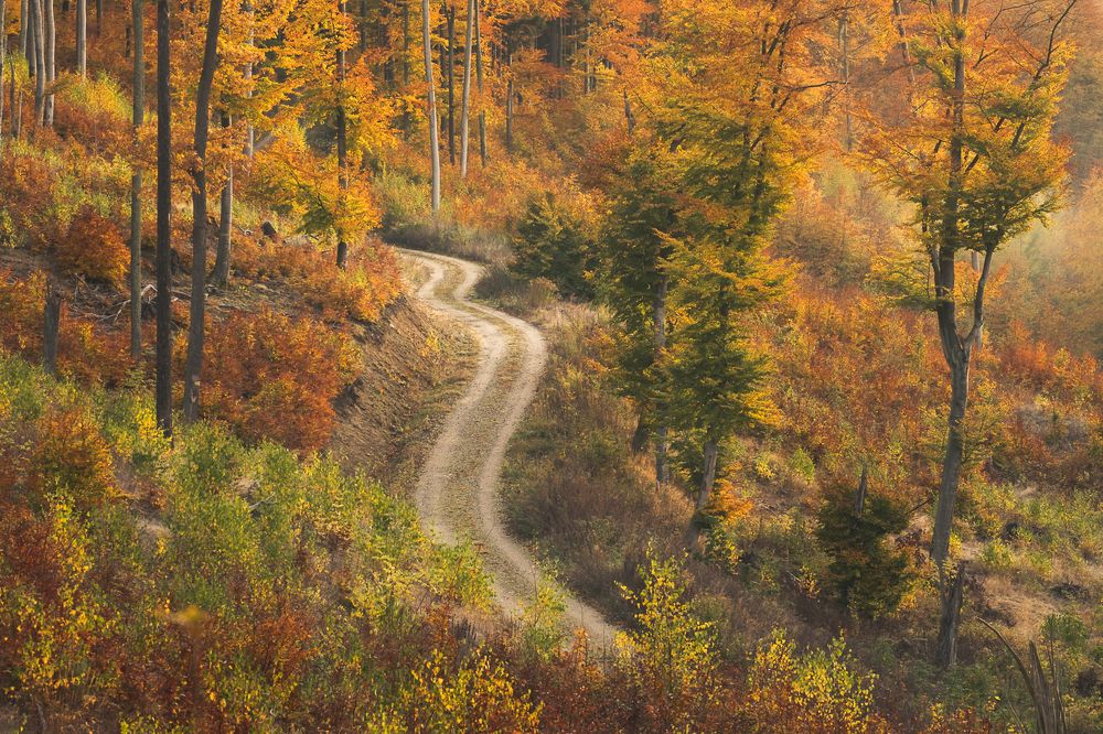 Фотография автора Tomasz Podgórny