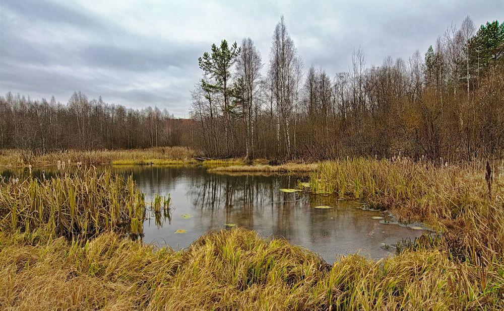 Лесное озеро.