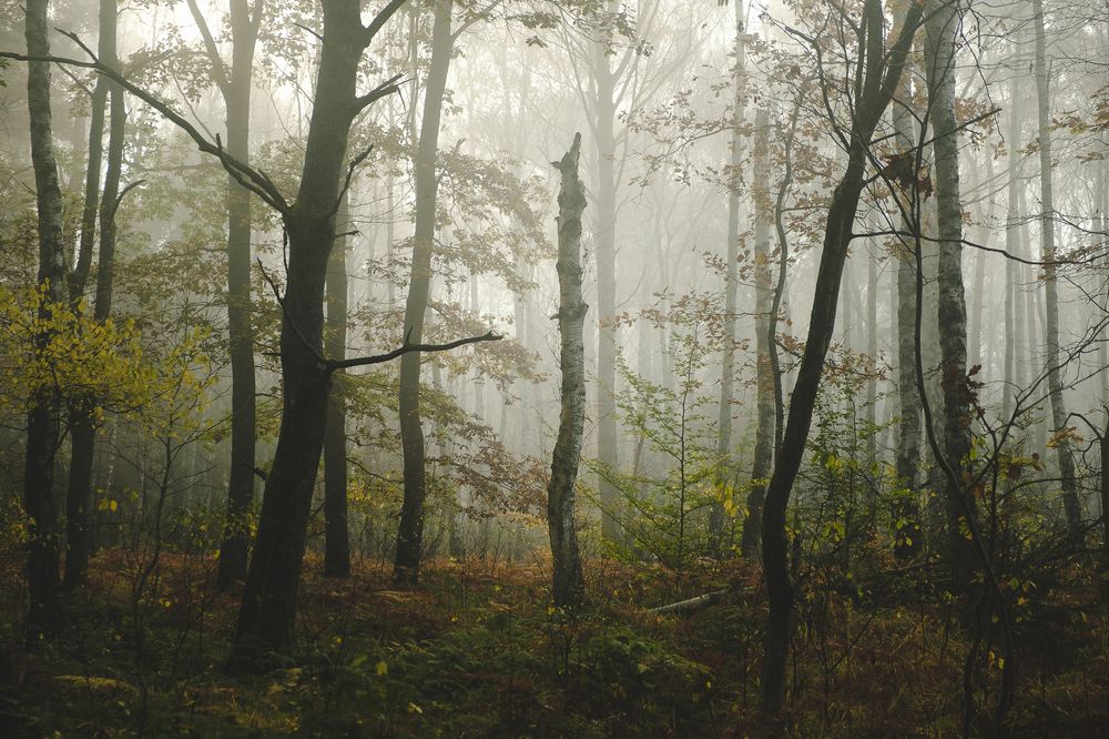 Фотография автора Tomasz Podgórny