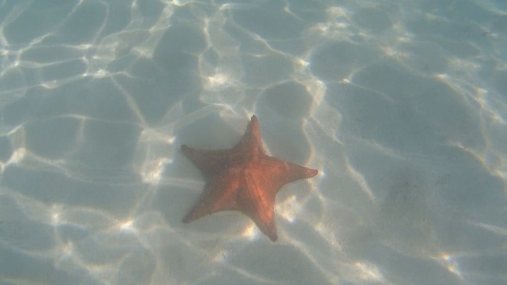 Starfish