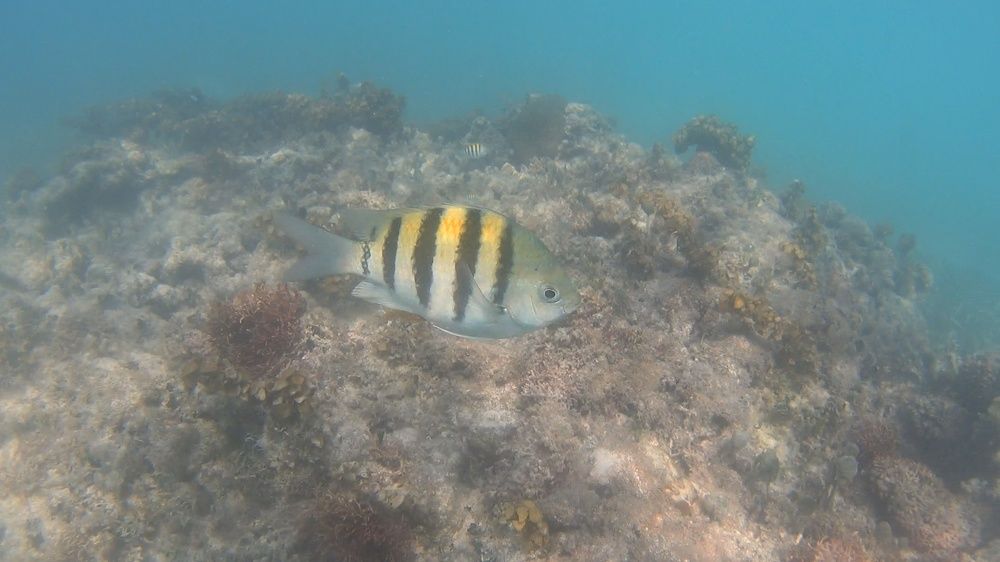 Carribean coral reef
