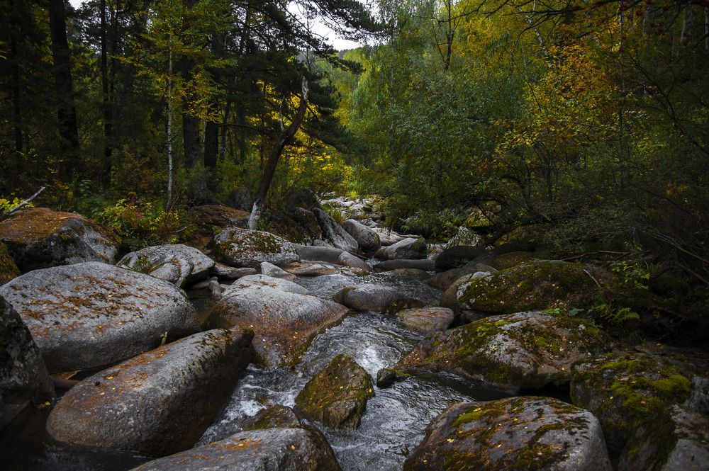 Лесная река...